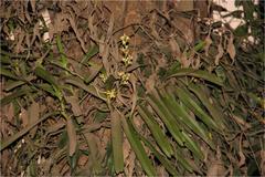 Acampe ochracea